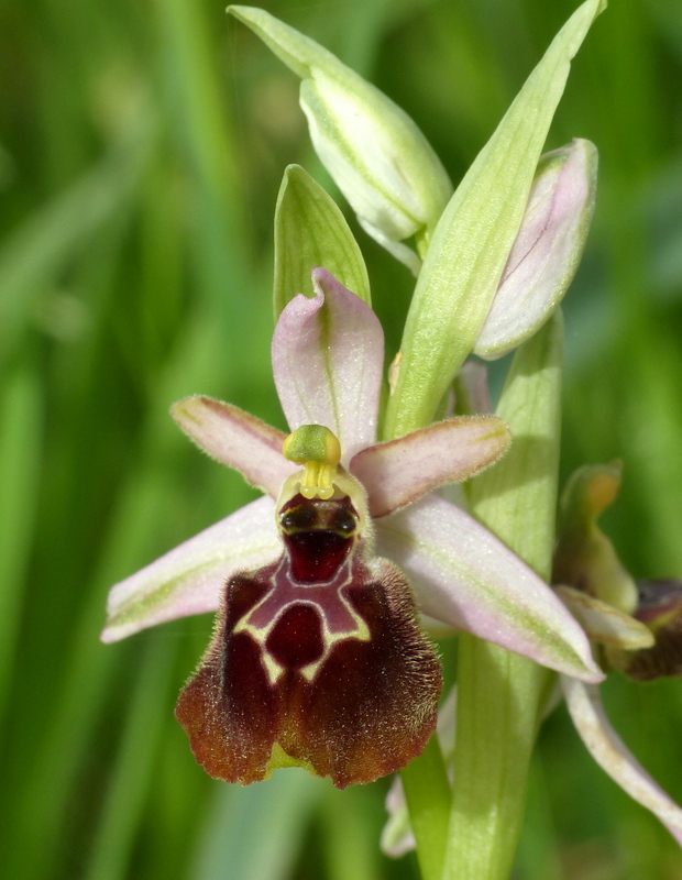 Ophrys montis-leonis sulla costa tirrenica laziale e sugli Aurunci  marzo 2024